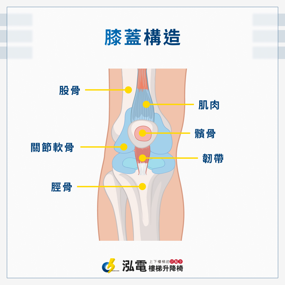 膝蓋構造圖